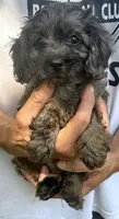 Daisy, a female Cavapoo and Poodle - Miniature  for sale in Madison, AL – 1 of 1