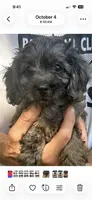 Daisy, a female Cavapoo for sale in Madison, AL – 1 of 1