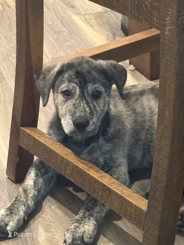 N/A, a male Siberian Husky and Cane Corso for sale in Tolleson, AZ – Photo 1 of 1