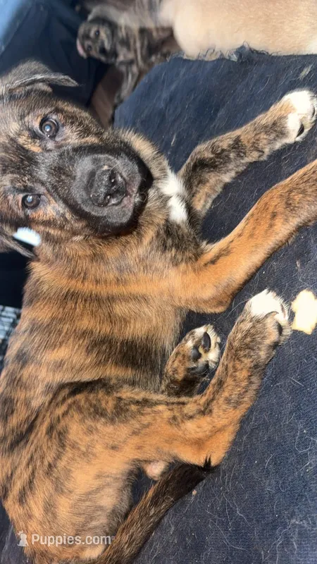 N/A, a male Siberian Husky and Cane Corso for sale in Tolleson, AZ – Photo 1 of 1