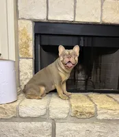 Freddy, a male French Bulldog for sale in Houston, TX – 7 of 8