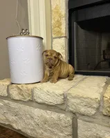 Sawyer, a male English Bulldog for sale in Houston, TX – 6 of 9