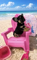 Jordan Sparks, a female French Bulldog for sale in Houston, TX – 2 of 7