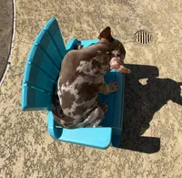 Merlin, a male French Bulldog for sale in Houston, TX – Photo 2 of 3