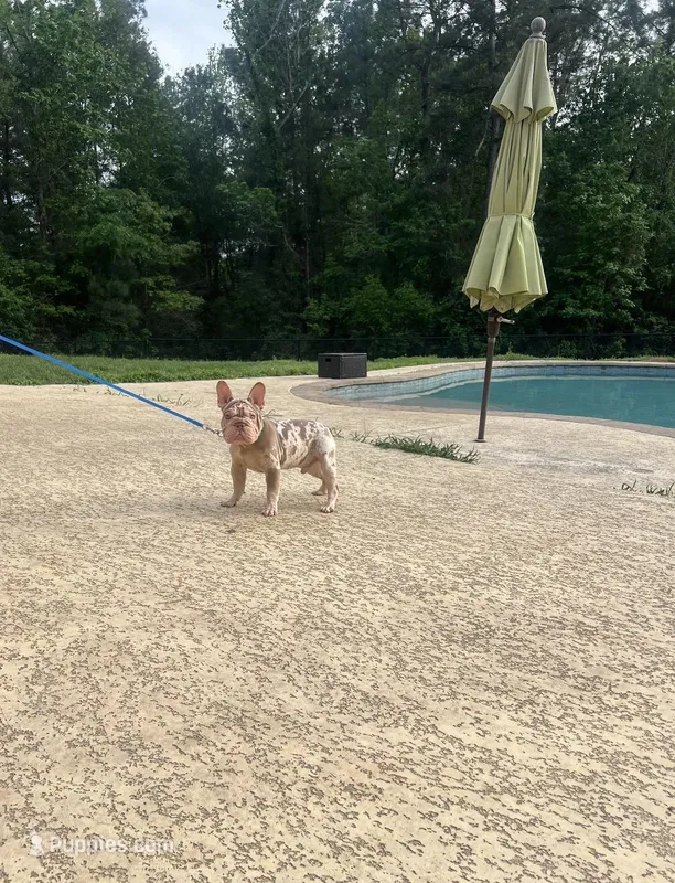 Merlin – French Bulldog puppy for sale in Houston, TX