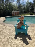 Merlin, a male French Bulldog for sale in Houston, TX – Photo 3 of 3