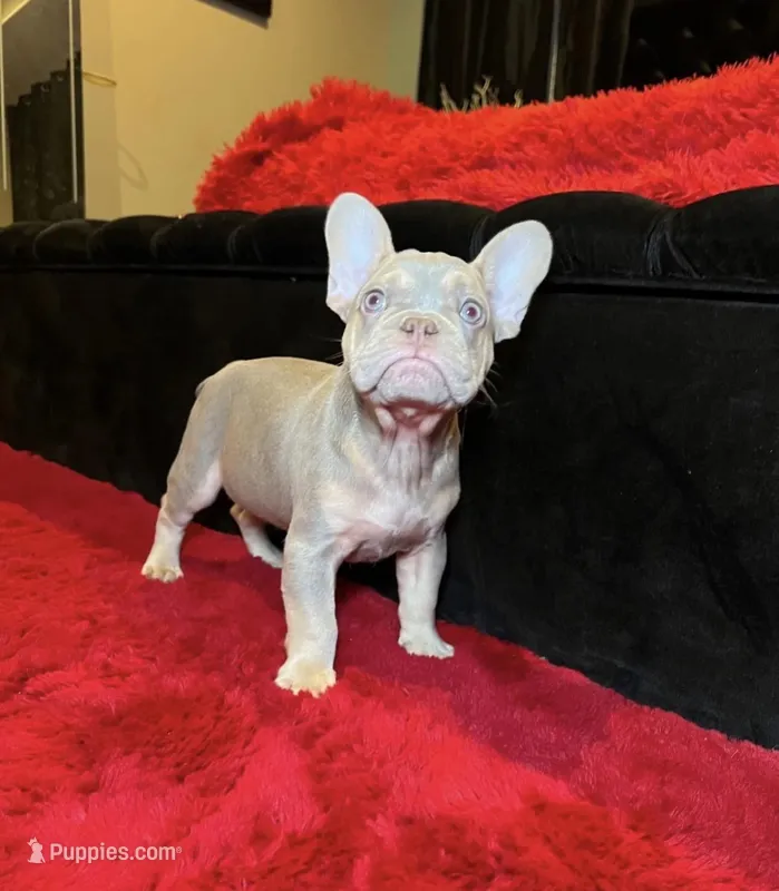 Freddy – French Bulldog puppy for sale in Houston, TX