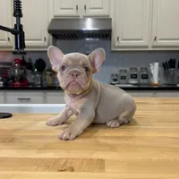 Freddy, a male French Bulldog for sale in Houston, TX – Photo 6 of 10