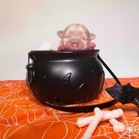 Freddy, a male French Bulldog for sale in Houston, TX – Photo 9 of 10