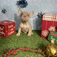 Freddy, a male French Bulldog for sale in Houston, TX – Photo 5 of 10