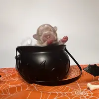 Freddy, a male French Bulldog for sale in Houston, TX – Photo 8 of 10