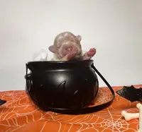 processed/bdcadb00-ae57-4bb8-a112-abf478fc4ffa/listing/06219e7b-c409-4270-8b97-8b4831f496d3/a491d890-07a8-4706-a504-414f4743c914