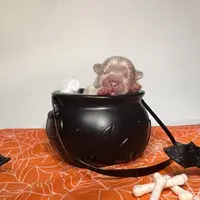 Freddy, a male French Bulldog for sale in Houston, TX – Photo 10 of 10