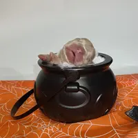 Freddy, a male French Bulldog for sale in Houston, TX – Photo 7 of 10