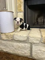 Steven , a male English Bulldog for sale in Houston, TX – 1 of 10