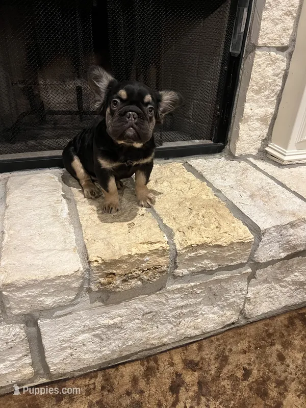 Jordan Sparks – French Bulldog puppy for sale in Houston, TX