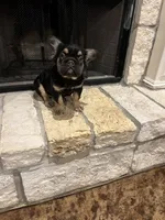 Jordan Sparks, a female French Bulldog for sale in Houston, TX – 1 of 8