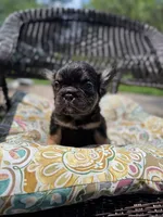 Jordan Sparks, a female French Bulldog for sale in Houston, TX – 2 of 2