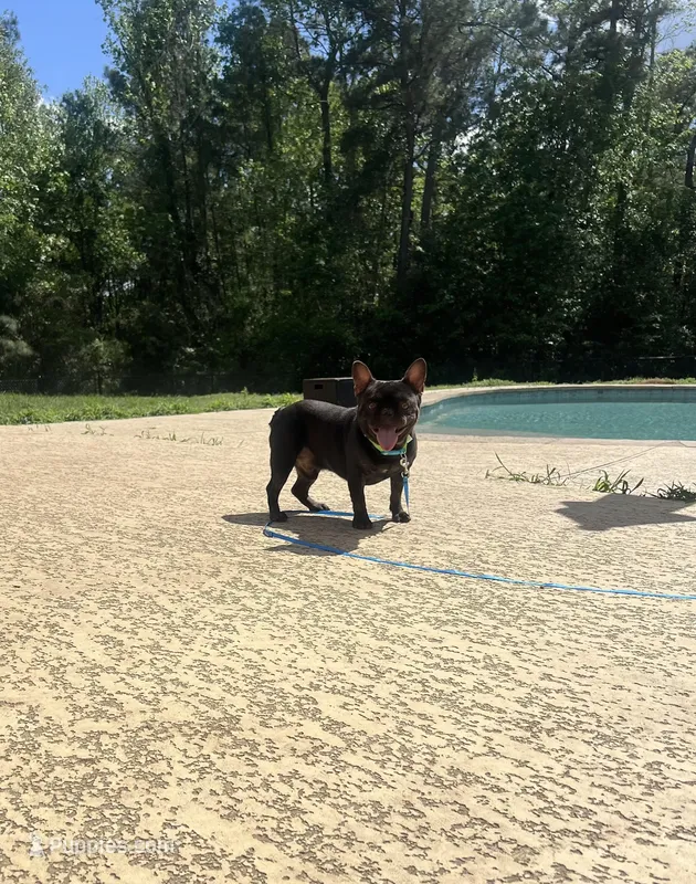 Dean – French Bulldog puppy for sale in Houston, TX