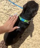Dean, a male French Bulldog for sale in Houston, TX – Photo 2 of 2