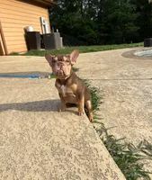 Norman, a male French Bulldog for sale in Houston, TX – Photo 2 of 4