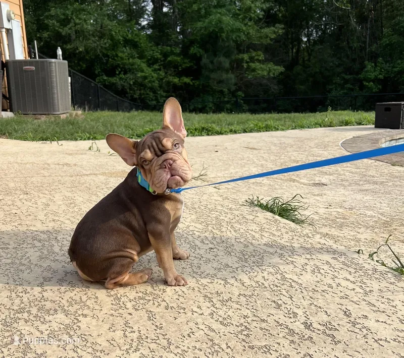 Norman – French Bulldog puppy for sale in Houston, TX