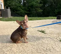 Norman, a male French Bulldog for sale in Houston, TX – Photo 1 of 4