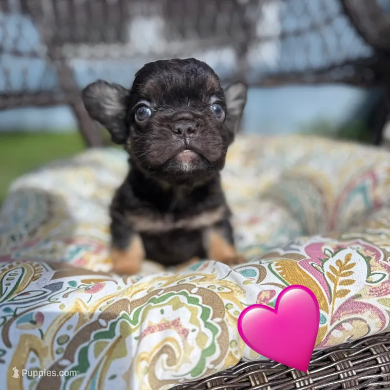 Jordan Sparks – French Bulldog puppy for sale in Houston, TX