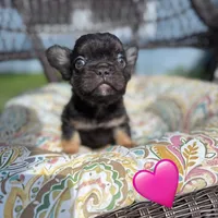 Jordan Sparks, a female French Bulldog for sale in Houston, TX – 1 of 2