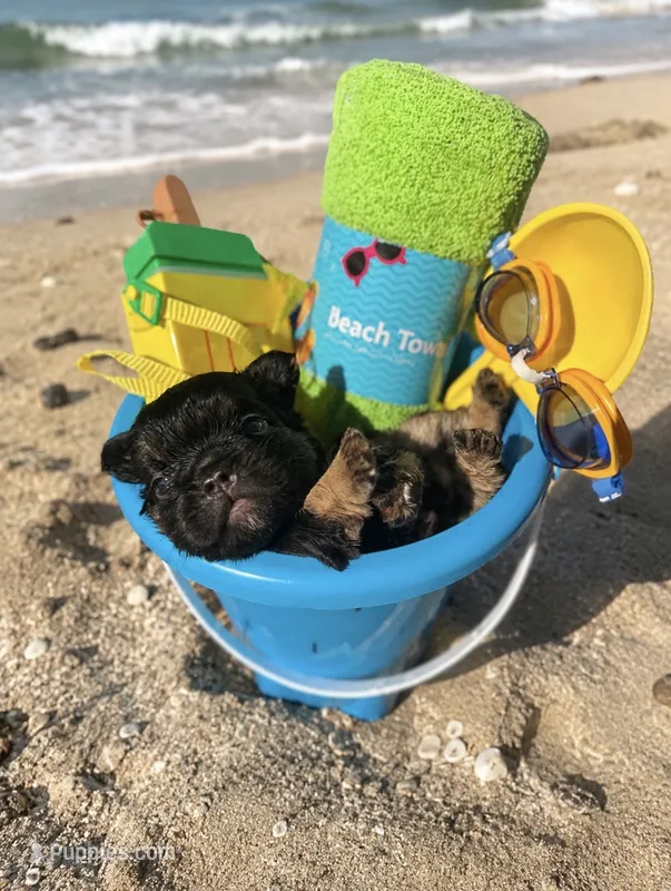 Jordan Sparks – French Bulldog puppy for sale in Houston, TX