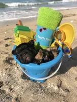 Jordan Sparks, a female French Bulldog for sale in Houston, TX – 1 of 1