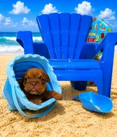 Seth, a male English Bulldog for sale in Houston, TX – 2 of 3