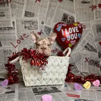 Merlin, a male French Bulldog for sale in Houston, TX – Photo 6 of 10