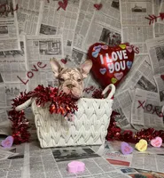 Merlin, a male French Bulldog for sale in Houston, TX – Photo 6 of 10