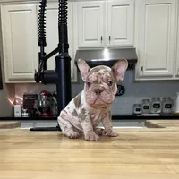 Merlin, a male French Bulldog for sale in Houston, TX – Photo 5 of 10