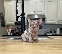 Merlin, a male French Bulldog for sale in Houston, TX – Photo 5 of 10