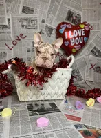 Merlin, a male French Bulldog for sale in Houston, TX – Photo 1 of 10