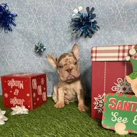 Merlin, a male French Bulldog for sale in Houston, TX – Photo 3 of 10