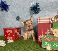 Merlin, a male French Bulldog for sale in Houston, TX – Photo 3 of 10