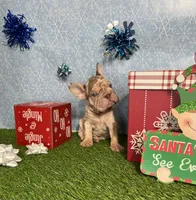 Merlin, a male French Bulldog for sale in Houston, TX – Photo 4 of 10