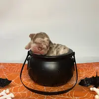 Merlin, a male French Bulldog for sale in Houston, TX – Photo 8 of 10