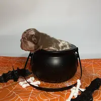 Merlin, a male French Bulldog for sale in Houston, TX – Photo 9 of 10