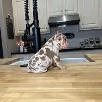 Merlin, a male French Bulldog for sale in Houston, TX – Photo 7 of 10