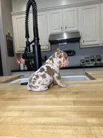 Merlin, a male French Bulldog for sale in Houston, TX – Photo 7 of 10