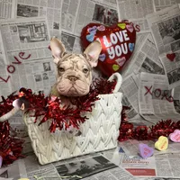 Merlin, a male French Bulldog for sale in Houston, TX – Photo 10 of 10