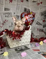 Merlin, a male French Bulldog for sale in Houston, TX – Photo 10 of 10