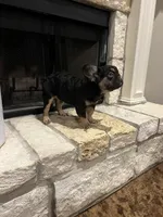Jordan Sparks, a female French Bulldog for sale in Houston, TX – 3 of 8
