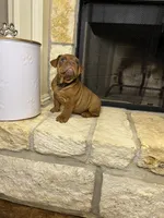Seth, a male English Bulldog for sale in Houston, TX – 3 of 4