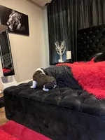 Sophie, a female English Bulldog for sale in Houston, TX – 2 of 10