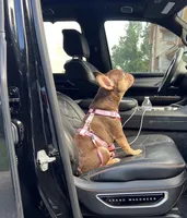 Ursula , a female French Bulldog for sale in Houston, TX – 2 of 4